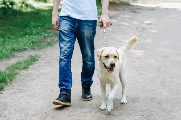 istock golden retriever with owner 2180813936