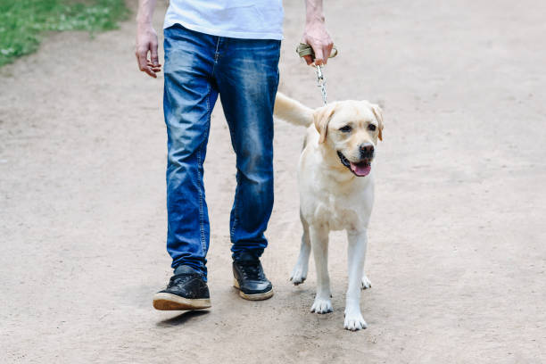 istock golden retriever with owner 2180813939
