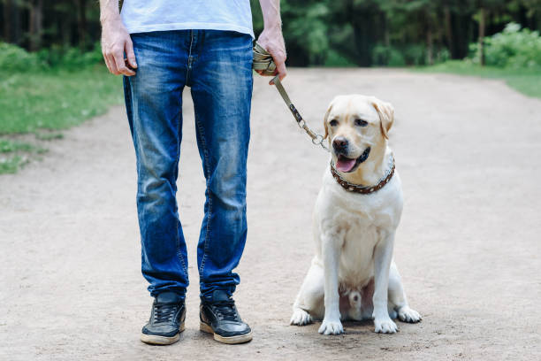 istock golden retriever with owner 2180813940
