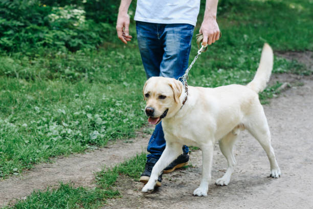 istock golden retriever with owner 2180813944