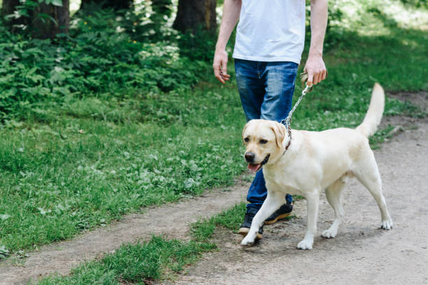 istock golden retriever with owner 2180813958