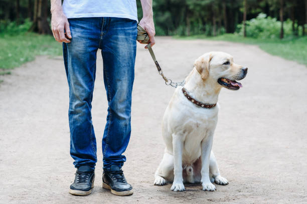 istock golden retriever with owner 2180813975