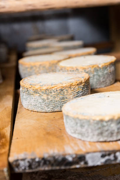 istock heads of young goat cheese  with a blue mold 2180814208