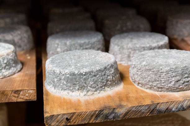 istock heads of young goat cheese  with a blue mold 2180814218