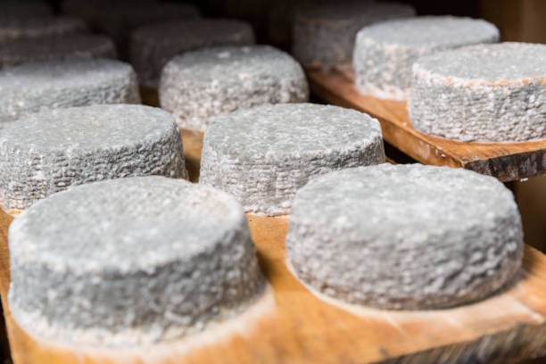 istock heads of young goat cheese  with a blue mold 2180814228