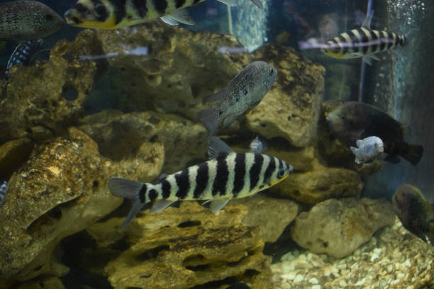 leporinus affinis in fish tank