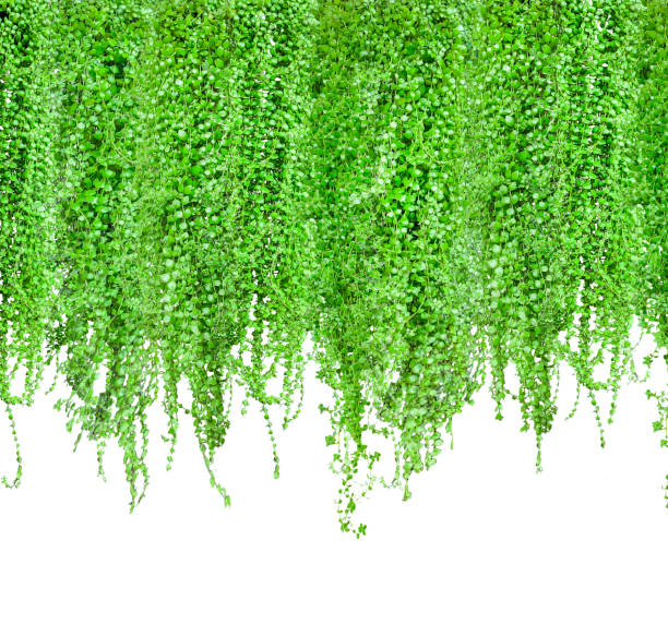 istock green plants hanging from a tree on a white background, green plants stem bush hanging from a wall, 2180815886
