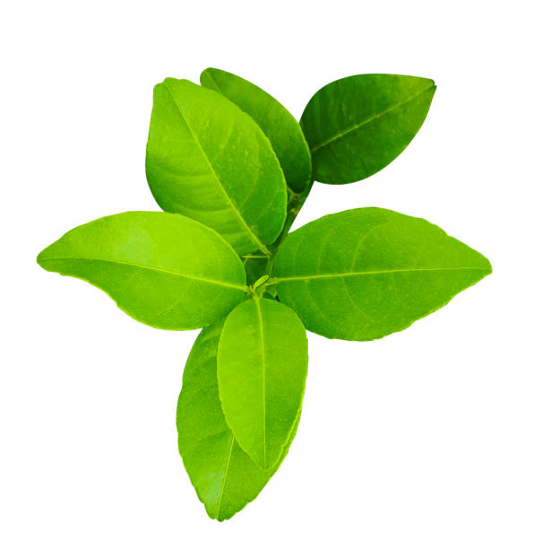 istock A green lemon leaves on a transparent background, fresh lemon isolated on white background, branch of a plant, green lemon plant on a png  background, a tree branch of Malta plant, green lemon leaf 2180816703