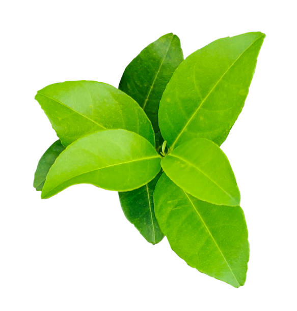 istock A green lemon leaves on a transparent background, fresh lemon isolated on white background, branch of a plant, green lemon plant on a png  background, a tree branch of Malta plant, green lemon leaf 2180816712
