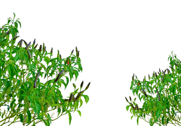 a green chili plant frame with leaves on it, chili tree frame, a green chili tree leaf, red chili pepper, green chili, chili plant, spicy, green chili tree on background