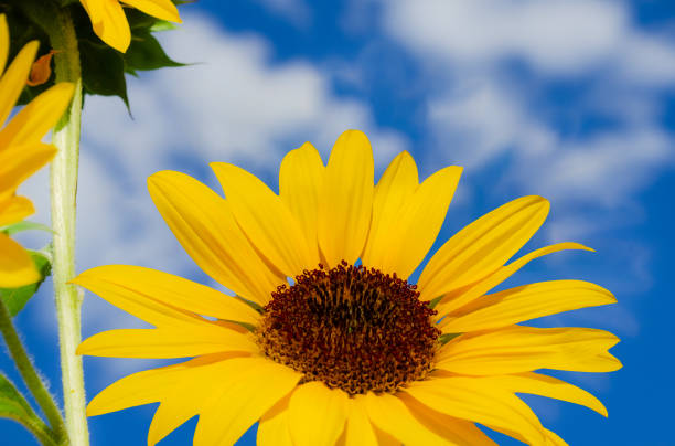 Sunflowers bloom yellow when summer comes, reaching up towards the sky.