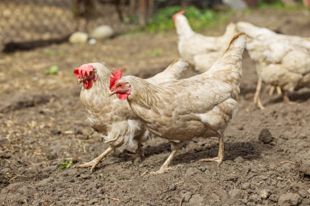 istock Two White Chickens Walking in Farmyard. Farming. 2180821366