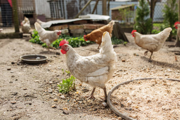 istock Chickens Roaming and Foraging in Open Farmyard. Farming. 2180821375