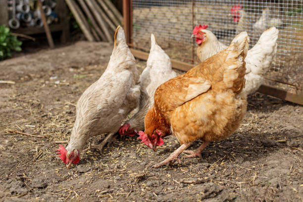 istock Chickens Pecking at Ground in Farmyard. Farming. 2180821388