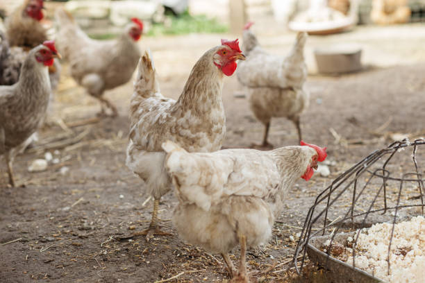 istock White hens feeding in farmyard. Farming. 2180821400