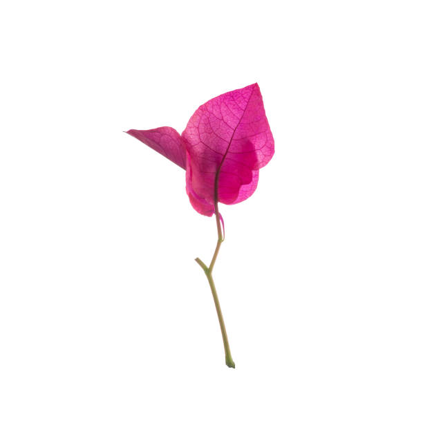 Pink Bougainvillea flower isolated on white background.