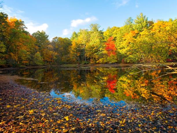 istock Red tree stands out along edge of Rea's pond 2180826250