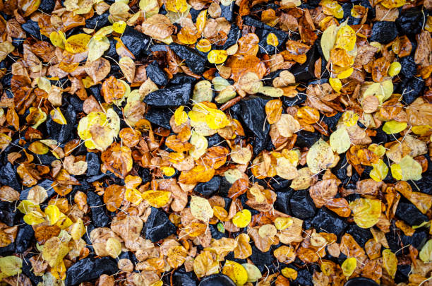 Fallen autumn leaves on a street between stones. Autumn background