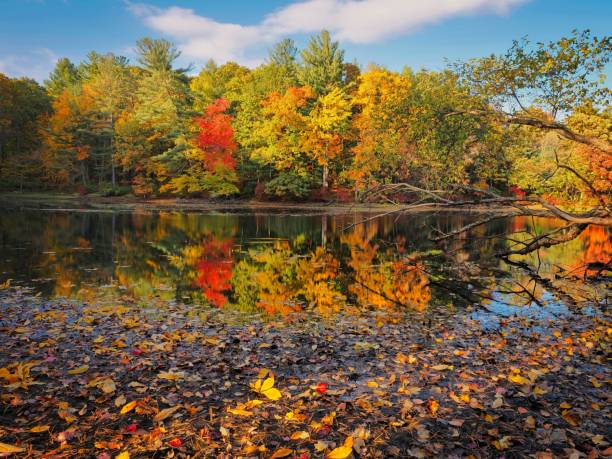 istock Leaf litter and autumn color in New England 2180826284