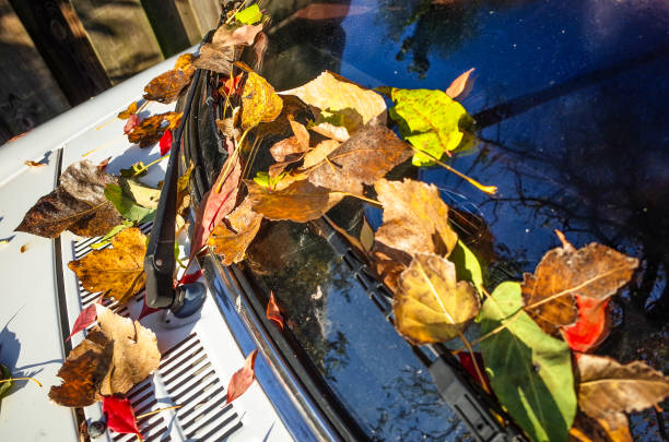 istock autumn leaves on parking car bonnet and window screen 2180826296