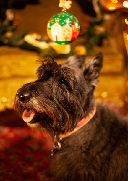 istock Scottie Dog Happy Hound Holidays 2180826519