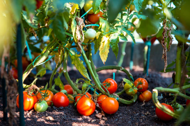 istock Homegrown tomato in garden 2180829047