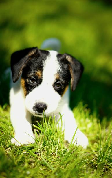 istock Beautifull puppy 2180829127