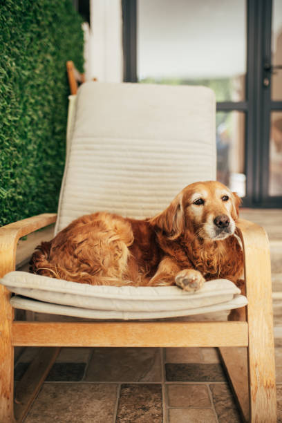 istock Golden Retriever resting on the couch 2180829247