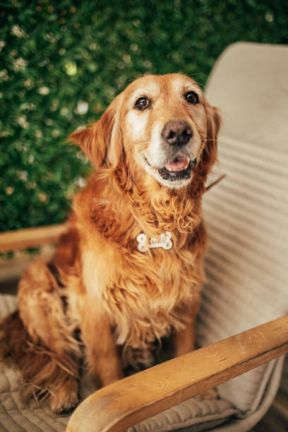 istock Golden Retriever resting on the couch 2180829349
