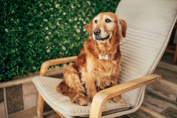 istock Golden Retriever resting on the couch 2180829487