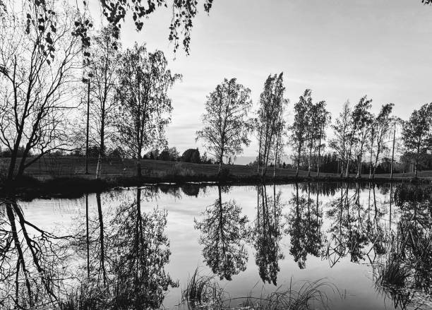 Bare trees reflect ominously on a silent pond, creating a haunting symmetry in grayscale