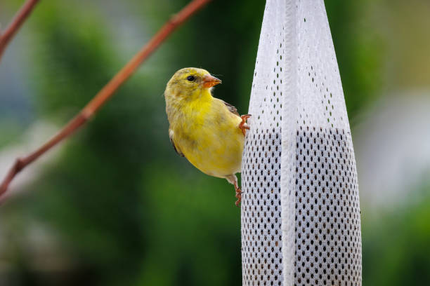 A cheerful American Goldfinch clings to a mesh feeder, its bright yellow plumage glowing against the backdrop of vibrant greenery as it eagerly enjoys a snack with a messy beak.