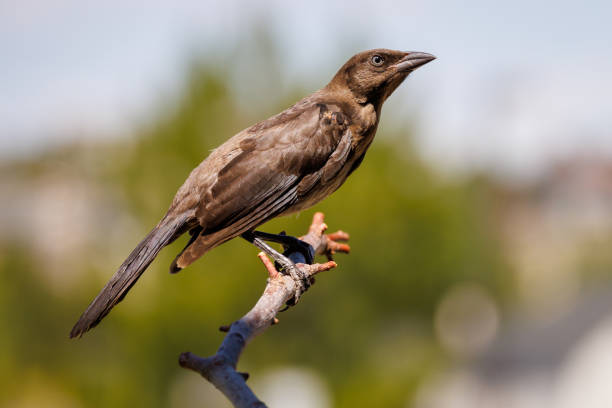 A common grackle perches gracefully on a slender branch, its muted brown plumage contrasting with the light greenery in the background