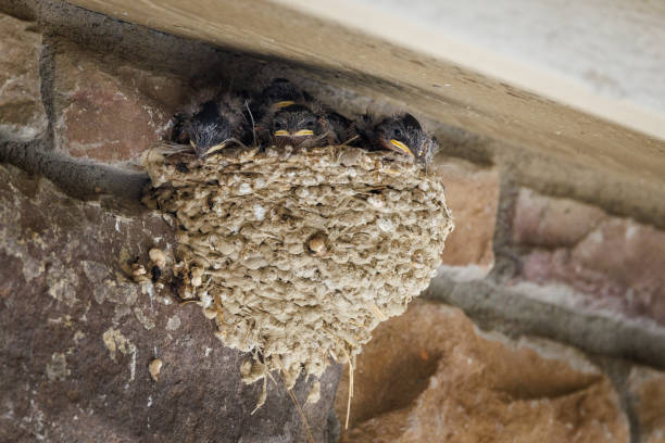 A cluster of fuzzy barn swallow nestlings peeks out from their mud-built nest, nestled against a rustic stone wall, eagerly awaiting their next meal, capturing the tender moments of wildlife in late spring in Aurora, Colorado.