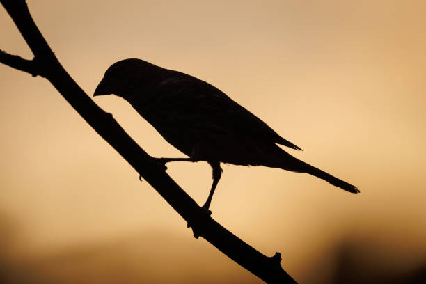 A bird silhouette perches on a slender branch against a warm, glowing backdrop of twilight hues, capturing the serene beauty of dusk in Aurora, Colorado.