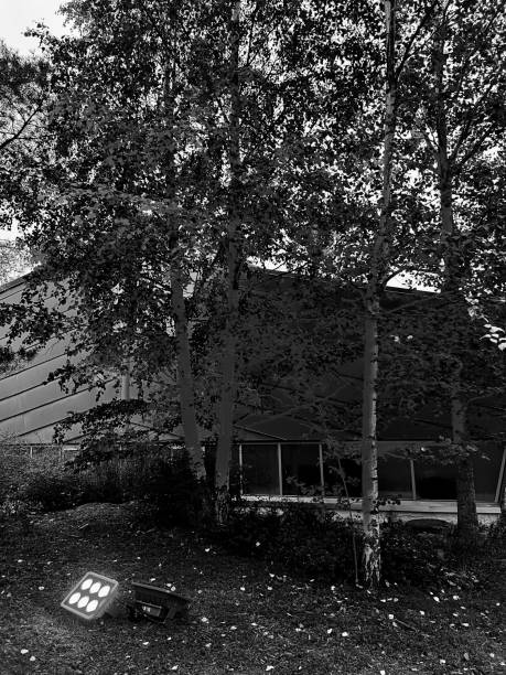 A mysterious spotlight casts eerie shadows on trees, evoking a haunting Halloween ambiance