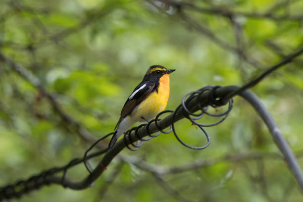 istock Male Narcissus Flycatcher in the forest. 2180835408