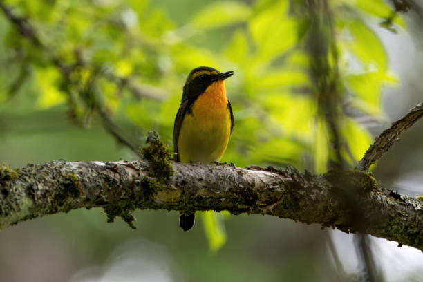 istock Male Narcissus Flycatcher in the forest. 2180835420