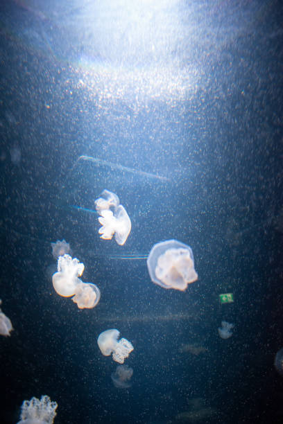 jellyfish in the aquarium water