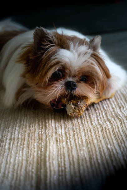 istock cute dog portrait with bone 2180836389