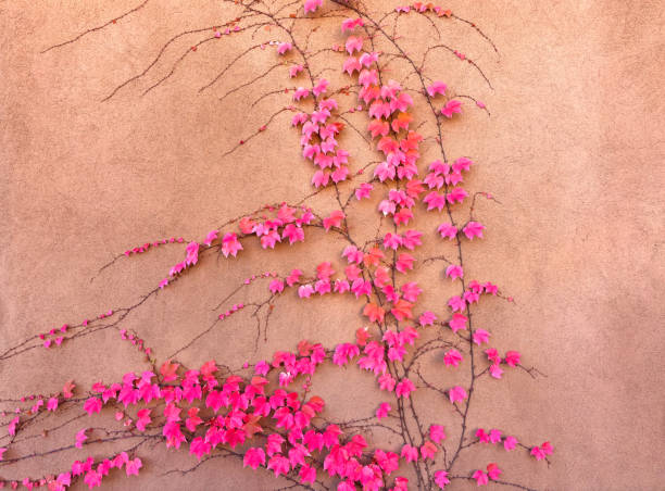 Santa Fe, NM: Red/Hot Pink Autumn Ivy on Adobe Wall