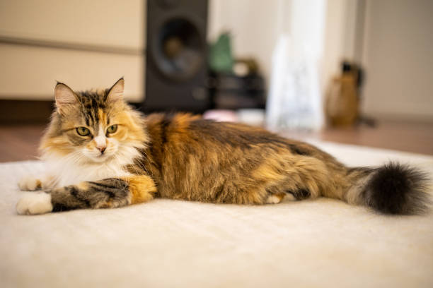 istock Cat in the house 2180839855
