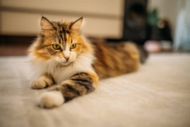 istock Cat in the house 2180840401