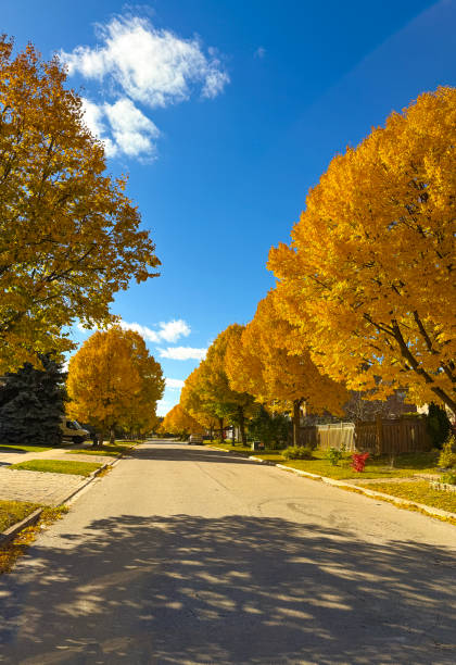 istock Canadian autumn color 2180843468