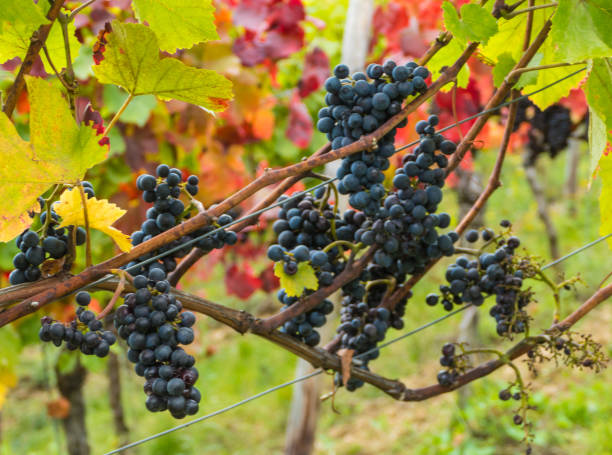 istock Bunches of Grapes in Vineyard 2180843585