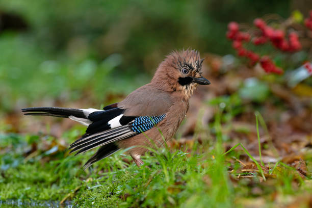 Eurasian jay in autumn