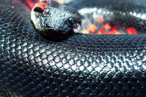 Snake displaying vibrant black scales