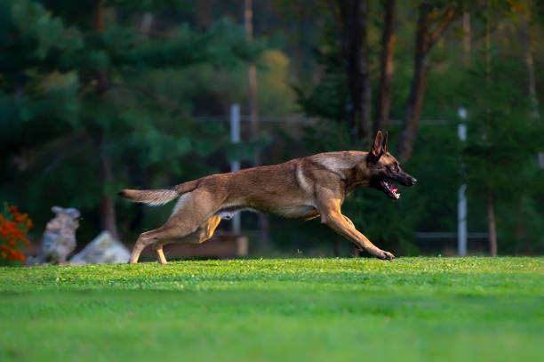 istock Belgian shepherd Malinois running on the grass in the park with open mouth 2180847004