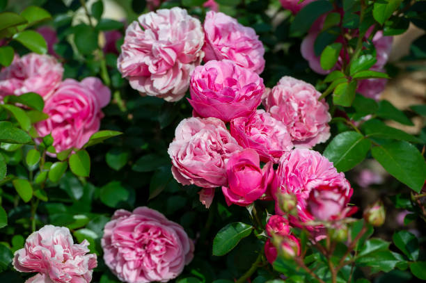 istock Pink Leonardo da Vinci Rose bush in the garden 2180847063