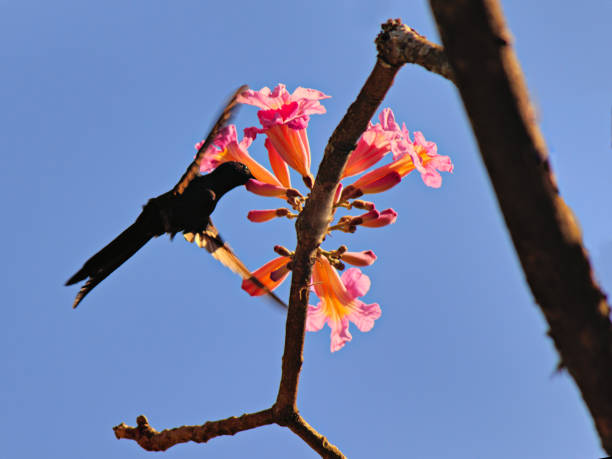 istock Hummingbird sipping nectar from a purple ipe flower. 2180850829